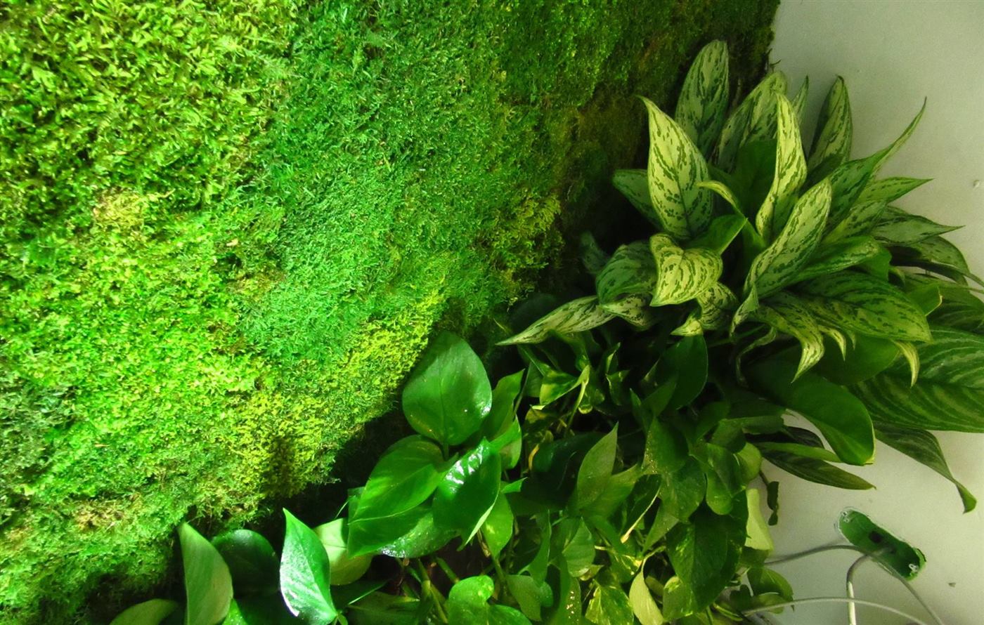 Mușchi stabilizat verde intens și plante naturale la baza peretelui